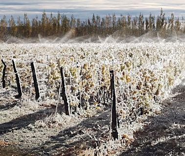 Malbecs extremos: del tinto de alta gama más austral al que se cultiva a mayor altura