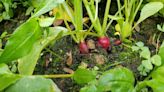 Garden Goodies: Radishes 2024