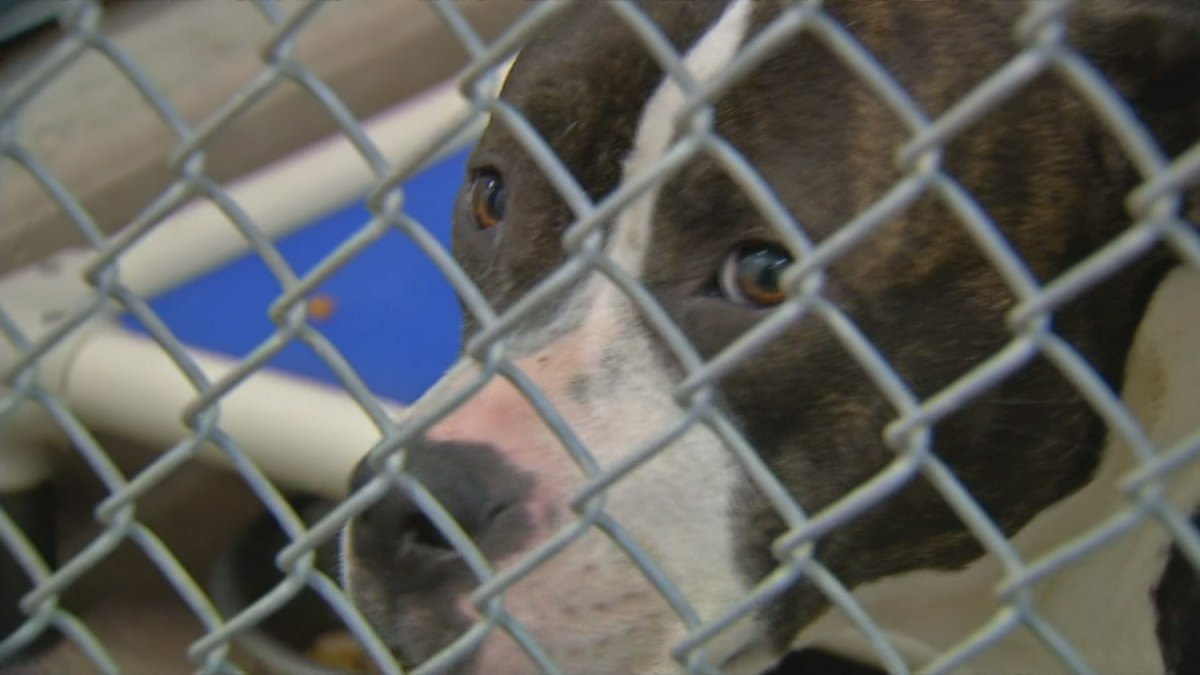 Respiratory illness outbreak appearing in animal shelters in Delaware