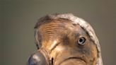 A New Look at The Dodo Changes Our View of This Iconic, Unique Creature