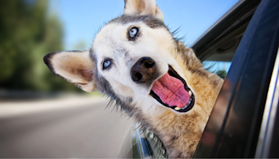 Husky Announcing Her Arrival at the Store Has Her Mom Completely Mortified