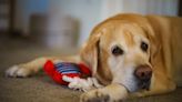 Senior Labrador Who Loves 'Watching the Neighborhood' Is the Best Little Guard Queen