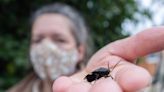 This Texas zoo will let you name a cockroach or rodent after your 'difficult' boss or ex for Valentine's Day. You can also watch the zoo animals eat the pests.