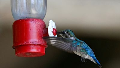 In Cuba, a haven for the world's tiniest bird