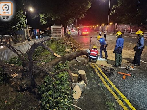 維園道6米高大樹塌下擋路 消防鋸開移除