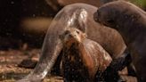 New Forest Wildlife Park to host week-long otter celebration
