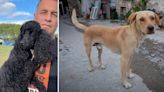 Chris Packham unleashes scathing attack on proposal to kill stray dogs