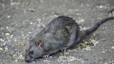 NYC rat sightings up 71% from same point in 2020 despite mitigation efforts