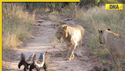 Fearless honey badgers face off against pride of lions in viral video, guess who won
