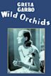 Wilde Orchideen