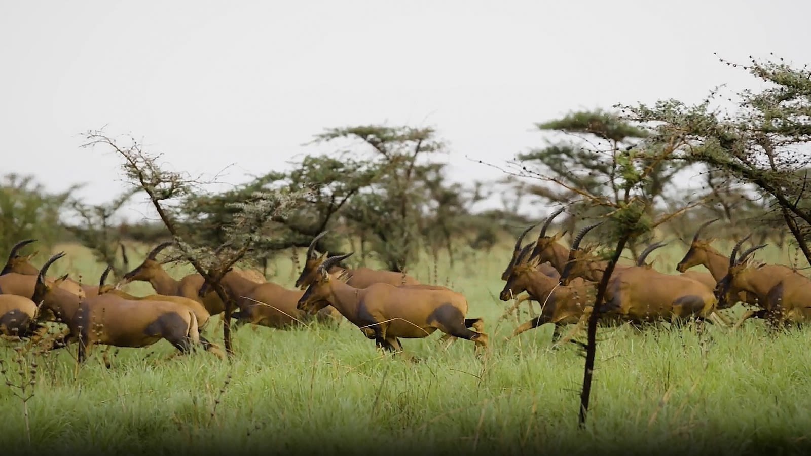 South Sudan's epic effort to protect the world's largest mammal migration