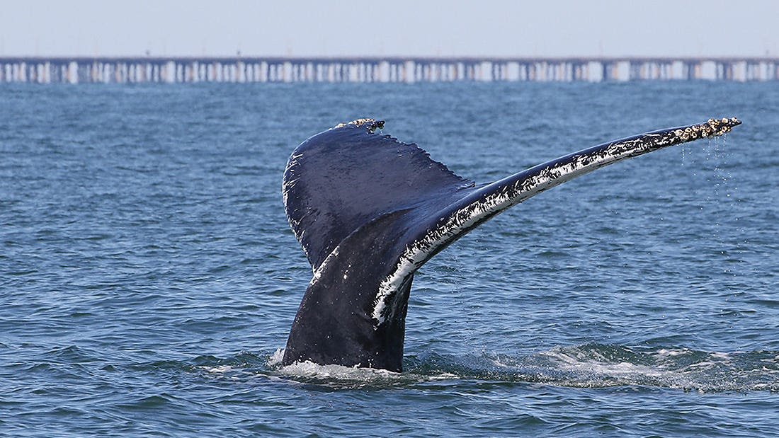 Two humpback whales spotted off coast of Ocean City, Maryland, over Memorial Day weekend