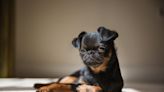 Brussels Griffon Whose Bark Sounds Like a Chicken Totally Wins the Internet