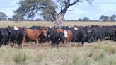 La cría bovina en su laberinto