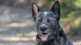 Special Deaf Dog Who Arrived at Idaho Shelter As a Stray is Ready to Meet His Forever Person