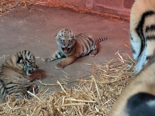 Endangered tiger cubs born at St. Paul's Como Zoo