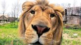 Roars ’n Pours beer, wine event set at Akron Zoo