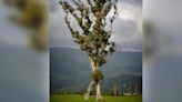 “Walking” Tree That Looks Like a ‘Lord of the Rings’ Creature Wins the New Zealand Tree of the Year Contest