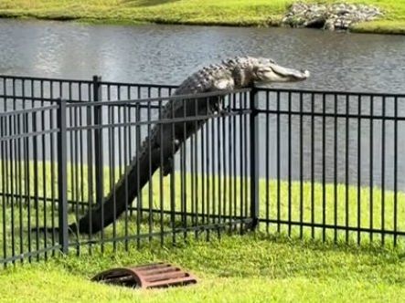 Alligator Filmed Climbing In A Fence In South Carolina