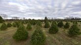 The holidays are here: Find a Christmas tree at one of these six farms