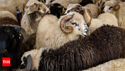 Shepherd, 60 sheep killed after being rammed by truck in Rajasthan | India News - Times of India