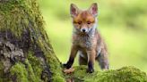 10 Cute Fox Photos and Fun Facts That Will Brighten Your Day