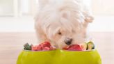 Viva Dog Food Recall: Which Products Have Been Recalled in 2024?