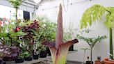 Rare corpse flower blooms at Harvard's Arnold Arboretum