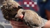 Rescatan a un águila herida en la Plaza de España de Águilas