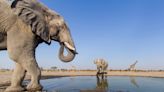 Scores of elephants killed in Botswana amid poaching surge