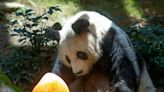 World's oldest giant panda in captivity dies at 35