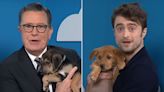 Daniel Radcliffe and Stephen Colbert Make Up Elaborate Lies About Puppies in Dog Adoption Segment