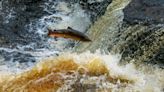 Study reveals reasons hundreds of fish species are nearing extinction: ‘We need to decisively tackle the interlinked … crises’