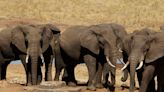 Botswana offers to send 20,000 elephants to Germany, saying it should try looking after them instead of criticizing