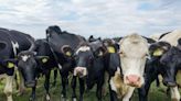 World's first carbon tax on livestock will cost farmers $145 per cow