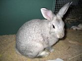 Chinchilla rabbit