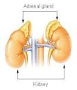 Adrenal gland