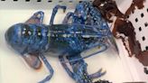 What’s behind the surge of blue, orange and calico lobsters in the Gulf of Maine?