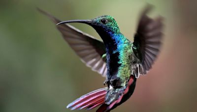 How to attract hummingbirds to your yard this spring