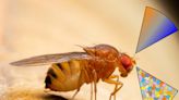 Tiny Antennae, Big Discoveries: How Fruit Flies Use Less to Sense More