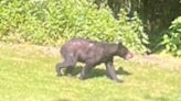 More bear sightings in Cumberland County, Police tell residents to beware