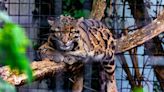 The Dallas Zoo Has Located A Clouded Leopard That Had Gone Missing After Escaping Its Enclosure