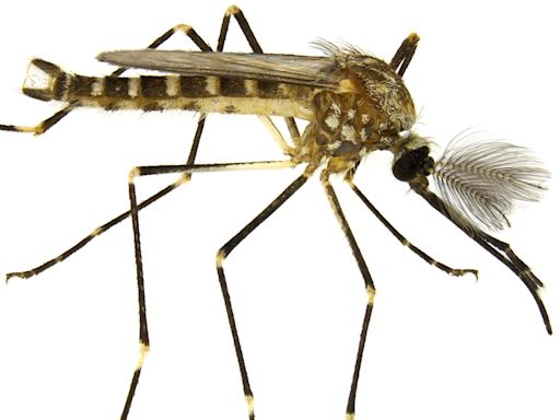 Do male mosquitoes bite humans? Turns out, they might be vegans.