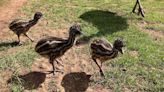 Emu chicks hatch at Scottish bird sanctuary