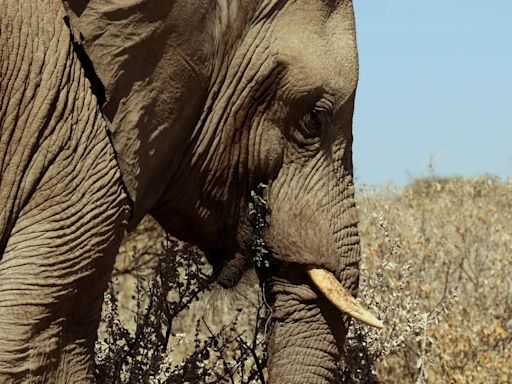 Muere un turista español en Sudáfrica aplastado por un elefante al intentar fotografiar su manada en un safari