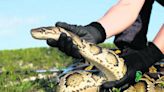 Florida pays python hunters to clear the Everglades. Ten years later, is it working?