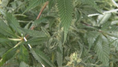 Michigan schools detail increase in marijuana usage since legalization
