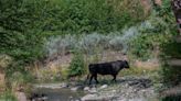 New Mexico governor pans Forest Service amid wild cow fight