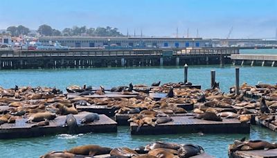 'We're seeing a feast': Over 1,000 sea lions descend on San Francisco's Pier 39