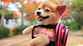 ALDI's Adorable New 'Dog Backpacks' Are About to Be a New Trend